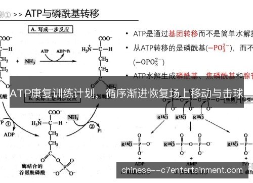 ATP康复训练计划，循序渐进恢复场上移动与击球